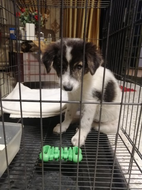 (Not Named) - Border Collie Mix Dog