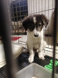 (Not Named) - Border Collie Mix Dog