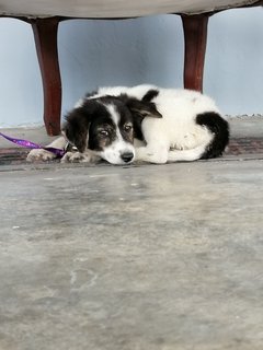 (Not Named) - Border Collie Mix Dog