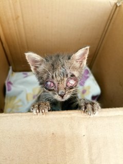 Spud - Tabby Cat