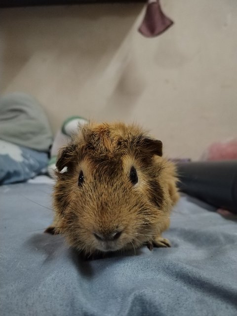 Biscoff And Smokey - Guinea Pig Small & Furry