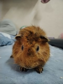 Biscoff And Smokey - Guinea Pig Small & Furry