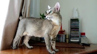 Bambi - Domestic Short Hair Cat