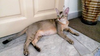 Bambi - Domestic Short Hair Cat