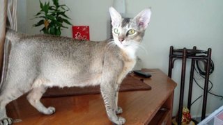 Bambi - Domestic Short Hair Cat