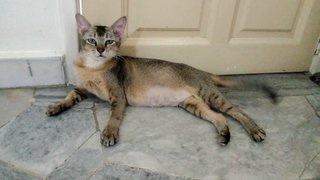 Bambi - Domestic Short Hair Cat