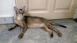 Bambi - Domestic Short Hair Cat