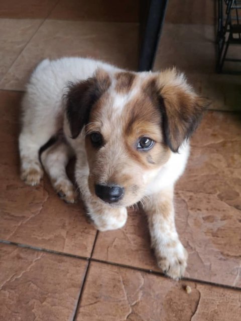 Jasper - Terrier Mix Dog