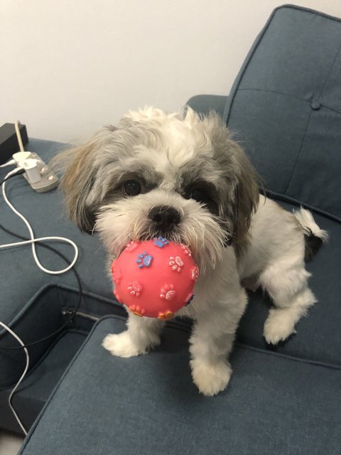 Apple - Shih Tzu Dog