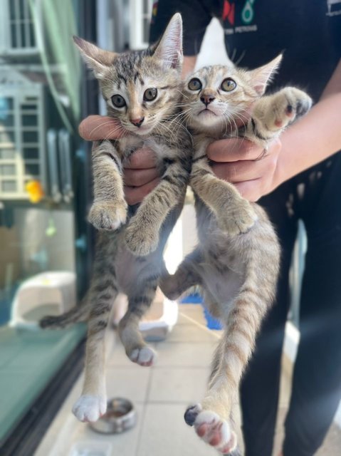 Sheba &amp; Pumba - Domestic Short Hair Cat