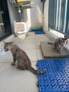 Sheba &amp; Pumba - Domestic Short Hair Cat