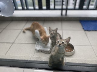 Sheba &amp; Pumba - Domestic Short Hair Cat