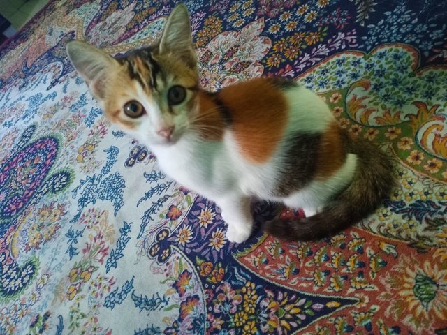 Cici - Domestic Short Hair + Calico Cat