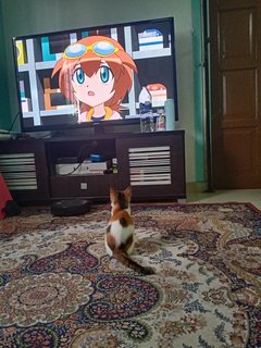 Cici - Domestic Short Hair + Calico Cat