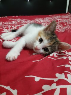 Amore - Calico + Domestic Short Hair Cat