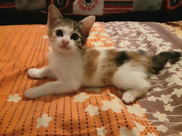 Amore - Calico + Domestic Short Hair Cat