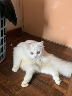 Eyauw - Persian + Domestic Long Hair Cat