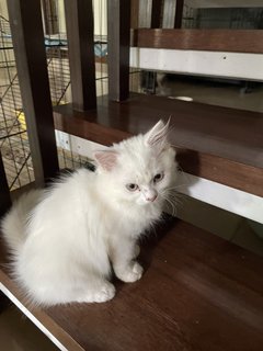 Luna - Persian Cat