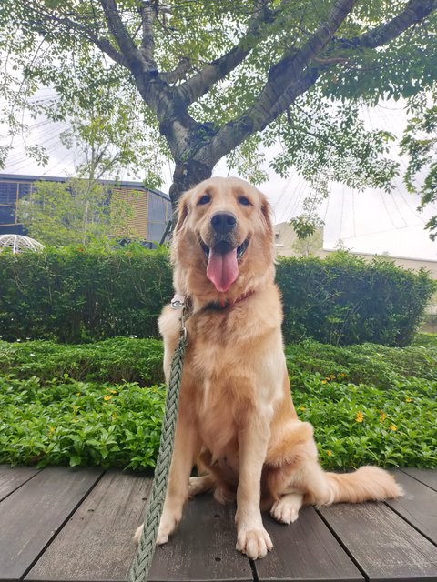 Duo Duo - Golden Retriever Dog