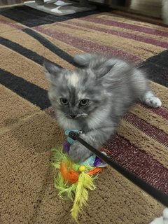 Minnie - Persian Cat