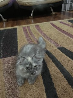 Minnie - Persian Cat