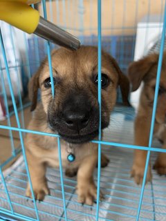 Blue - Short Leg Medium Bread - Mixed Breed Dog