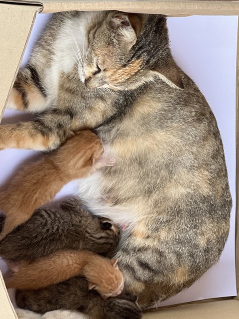 Jane Doe And Her Kittens - Domestic Short Hair Cat