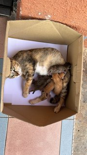 Jane Doe And Her Kittens - Domestic Short Hair Cat