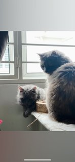 Mok And Mot - Domestic Long Hair + Persian Cat