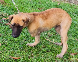 Lucky - Mixed Breed Dog