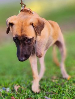 Lucky - Mixed Breed Dog