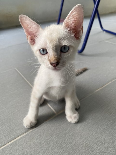 Snowy - Domestic Medium Hair + Domestic Short Hair Cat