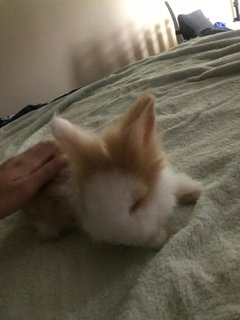 Puff &amp; Penelope 🐰 - Lionhead + Jersey Wooly Rabbit