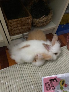 Puff &amp; Penelope 🐰 - Lionhead + Jersey Wooly Rabbit