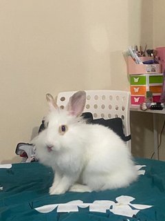 Puff &amp; Penelope 🐰 - Lionhead + Jersey Wooly Rabbit