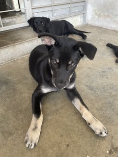 Bear Bear - Mixed Breed Dog