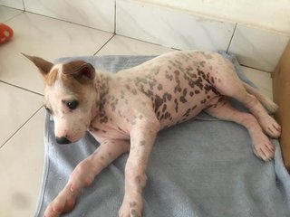 Pinky - Mixed Breed Dog