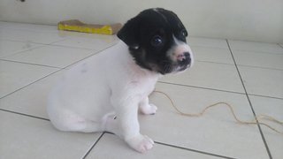 Mochi - Mixed Breed Dog