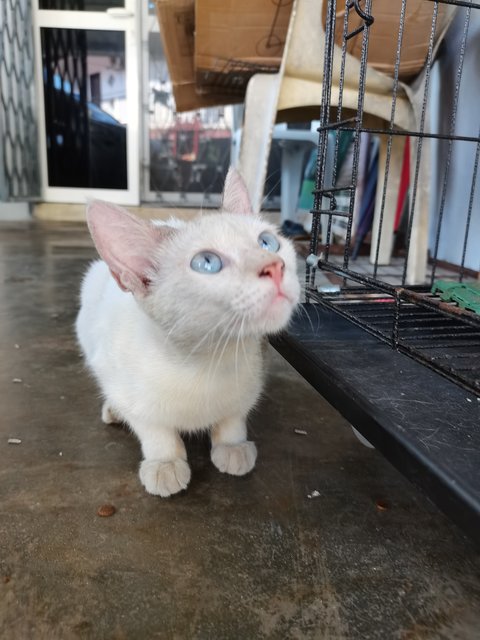  Casper - Domestic Short Hair Cat