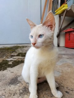  Casper - Domestic Short Hair Cat