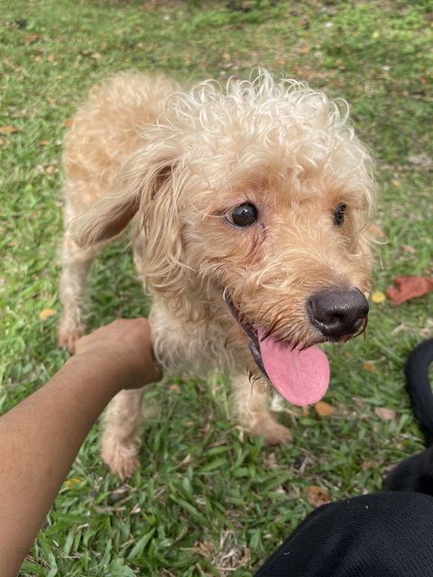 Rocky - Terrier + Poodle Dog