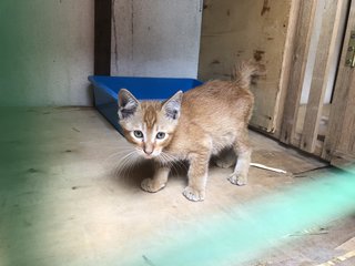 Honey - Domestic Short Hair + Calico Cat