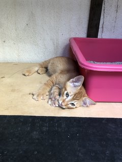 Honey - Domestic Short Hair + Calico Cat