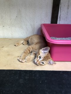 Honey - Domestic Short Hair + Calico Cat