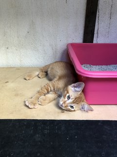 Honey - Domestic Short Hair + Calico Cat