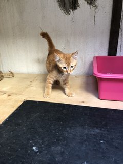 Honey - Domestic Short Hair + Calico Cat