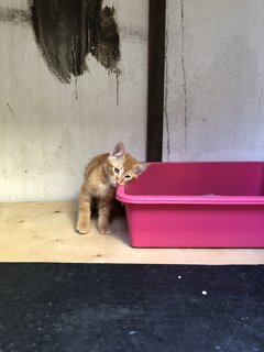 Honey - Domestic Short Hair + Calico Cat