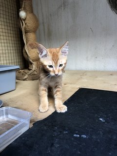 Honey - Domestic Short Hair + Calico Cat