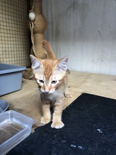 Honey - Domestic Short Hair + Calico Cat