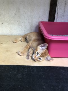 Honey - Domestic Short Hair + Calico Cat